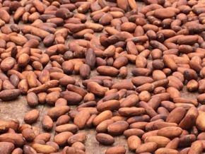 cote-d-ivoire-l-application-du-drd-a-genere-500-milliards-fcfa-pour-les-producteurs-en-2020-2021-ccc