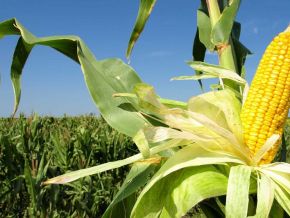 la-zambie-exportera-1-million-de-tonnes-de-mais-en-2021-2022