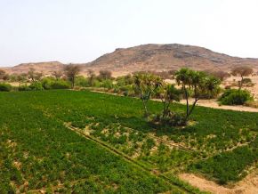 au-niger-la-resilience-a-l-insecurite-alimentaire-et-nutritionnelle-se-renforce-avec-le-soutien-de-la-bad-rapport