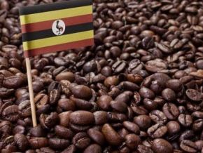 ouganda-2020-2021-campagne-record-pour-la-filiere-cafe