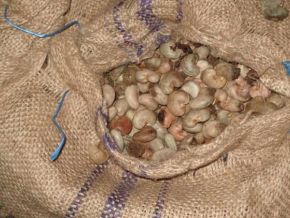 cote-d-ivoire-la-production-d-anacarde-est-estimee-a-1-million-de-tonnes-en-2021
