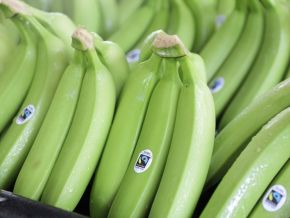 fairtrade-augmentera-les-prix-minimums-pour-la-banane-a-partir-de-janvier-2022