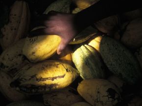 cote-d-ivoire-le-prix-du-kilogramme-de-cacao-fixe-a-825-fcfa-pour-la-saison-principale-2021-2022